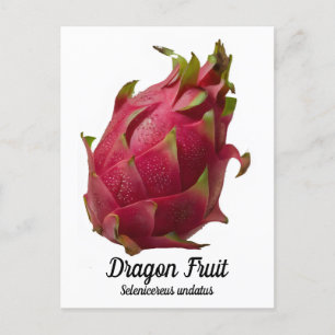 Dragon Fruit Postcard