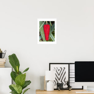 Dragon Lily Red Seed Head Botanical Poster