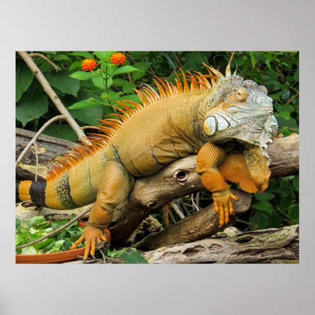 Dragon lizard Posters (Front)