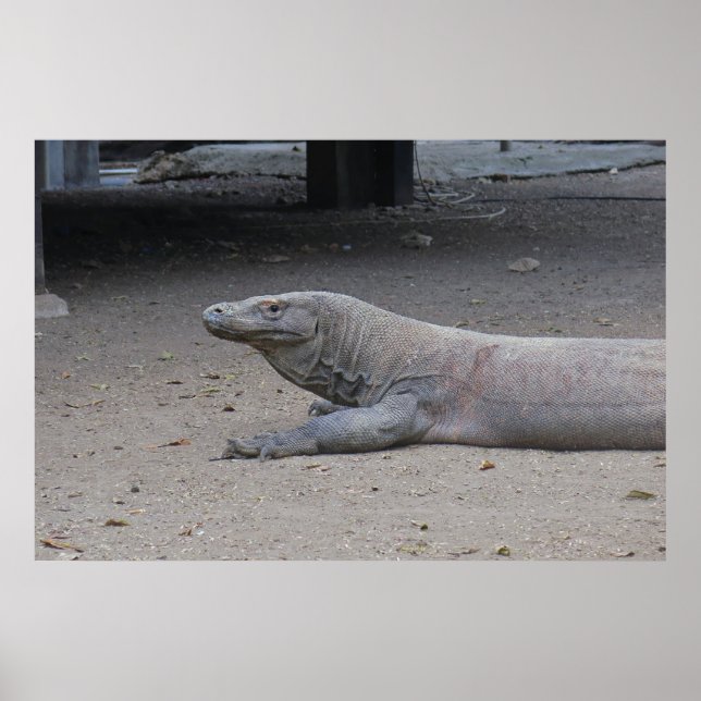 Dragon Portrait Poster (Front)