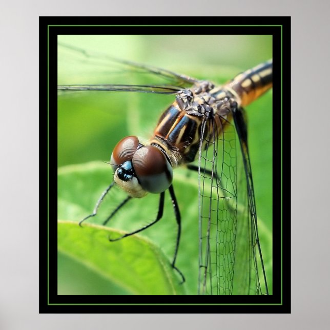 Dragon Poster (Front)