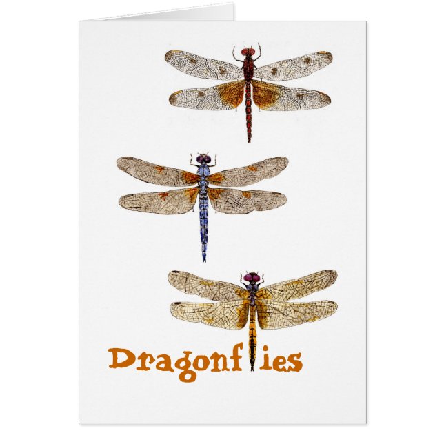 Dragonflies (Front)
