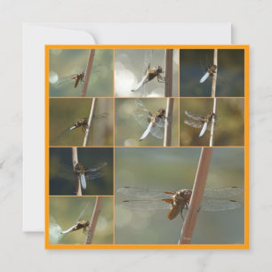 dragonflies