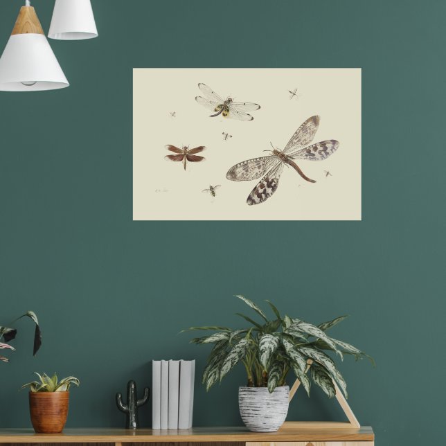 Dragonflies 18th century art poster (Living Room 1)