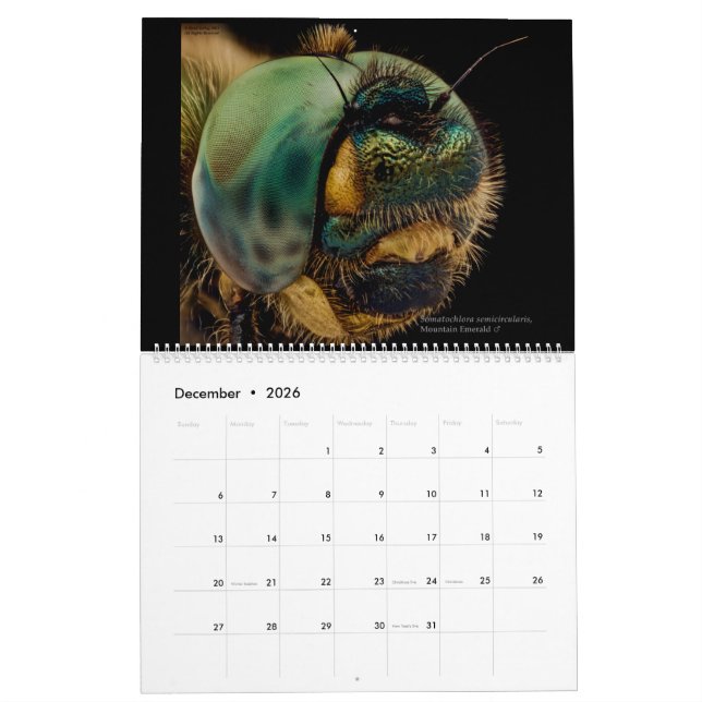 Dragonflies 2022 calendar (Dec 2026)