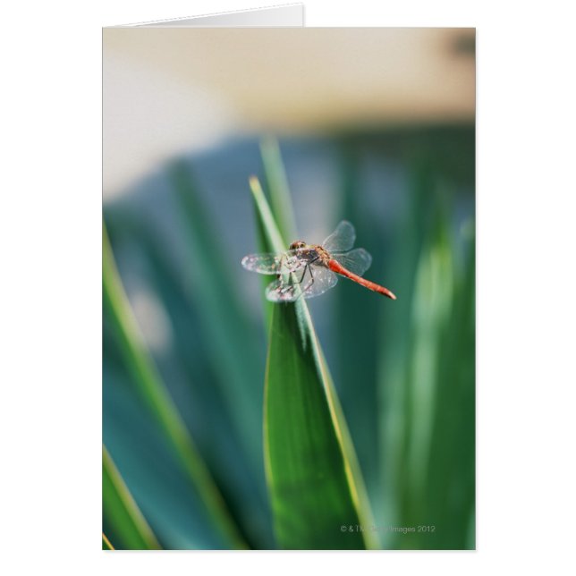 Dragonfly (Front)