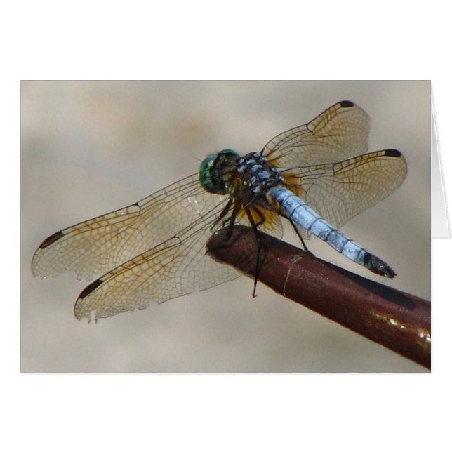 Dragonfly (Front Horizontal)