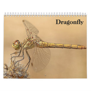 Dragonfly 2026 calendar