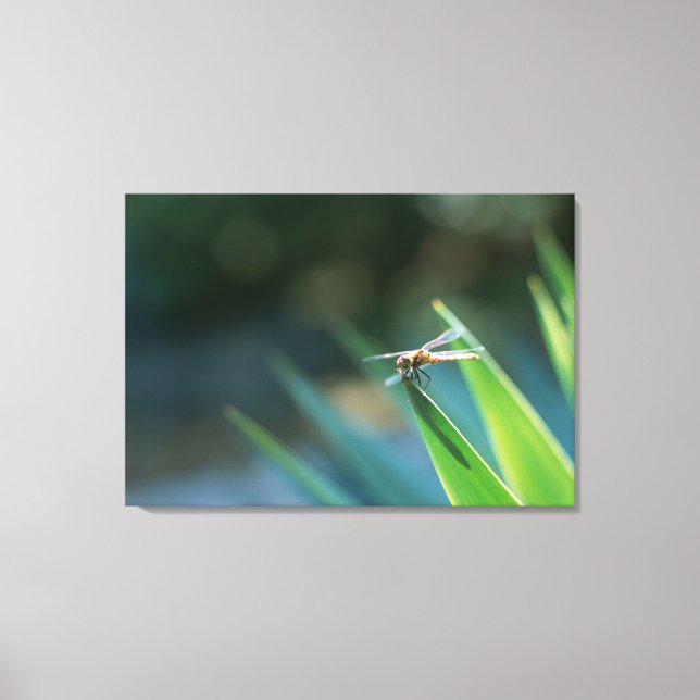 Dragonfly 2 canvas print (Front)