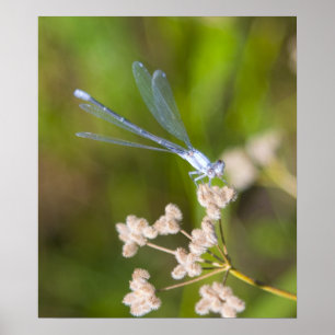 Dragonfly #2 poster