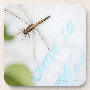 Dragonfly 4 coaster