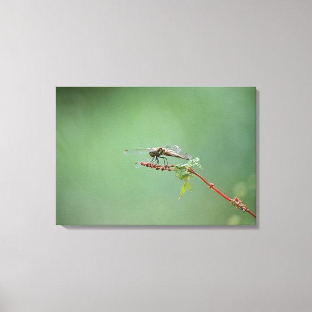 Dragonfly 5 canvas print (Front)