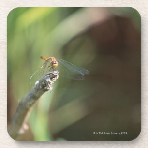 Dragonfly 5 coaster