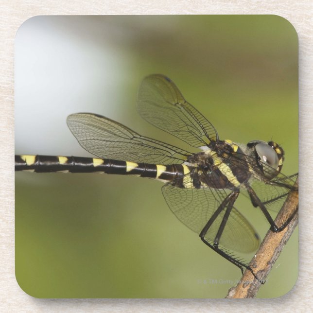 Dragonfly 5 coaster (Front)