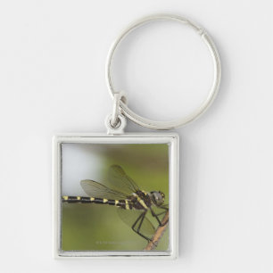 Dragonfly 5 key ring