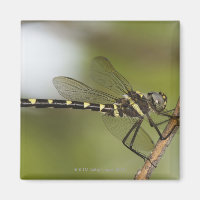 Dragonfly 5