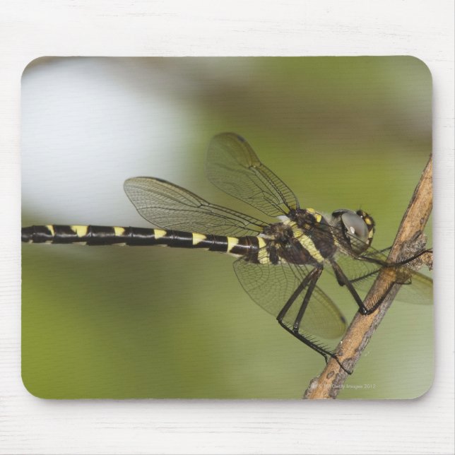 Dragonfly 5 mouse mat (Front)