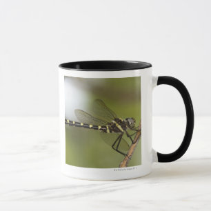 Dragonfly 5 mug