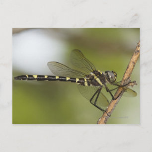 Dragonfly 5 postcard