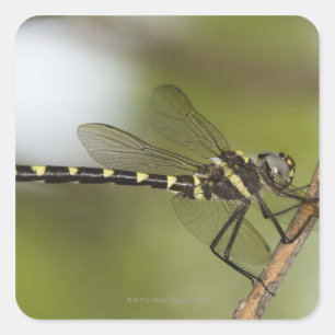 Dragonfly 5 square sticker
