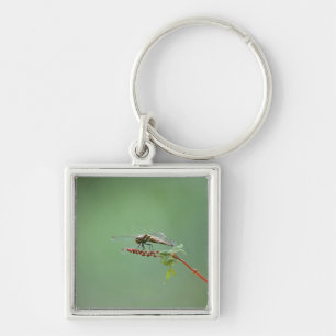 Dragonfly 6 key ring