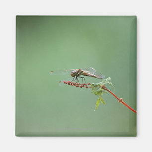 Dragonfly 6 magnet