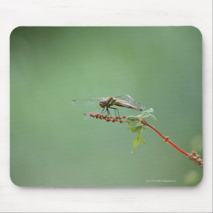 Dragonfly 6 mouse mat