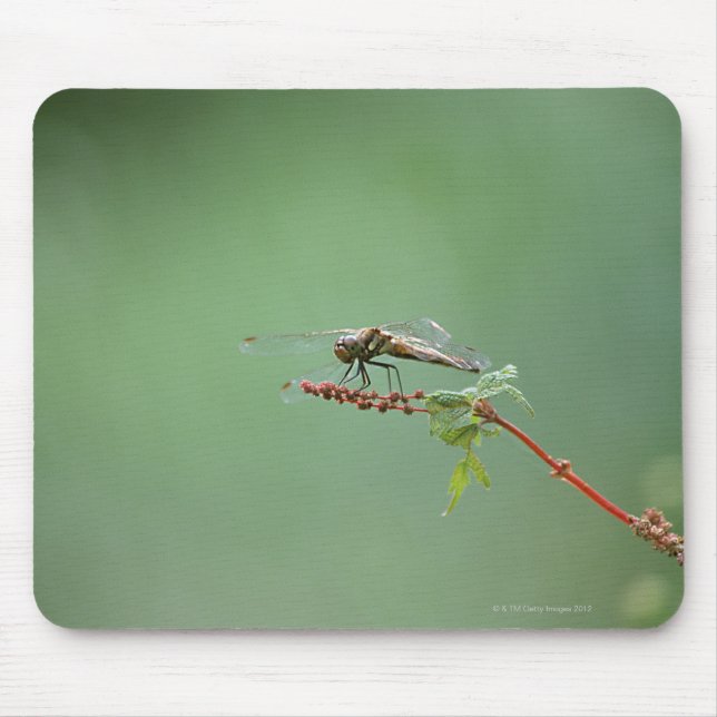 Dragonfly 6 mouse mat (Front)