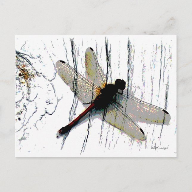 Dragonfly Art Postcard (Front)