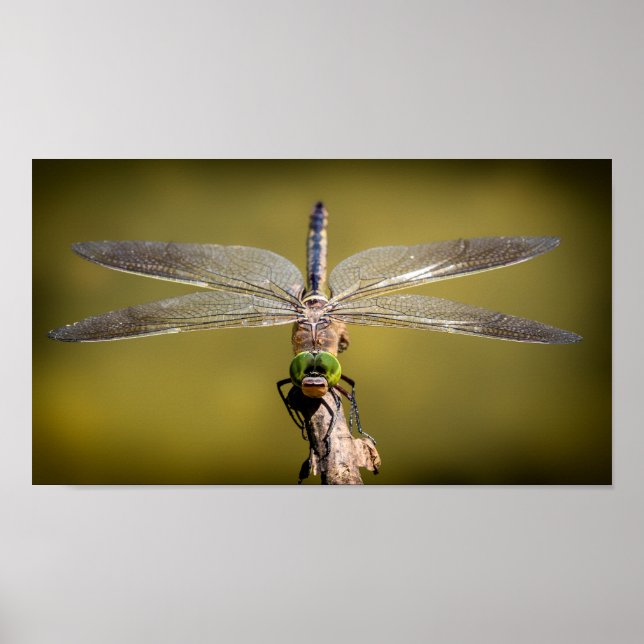 Dragonfly at rest poster (Front)