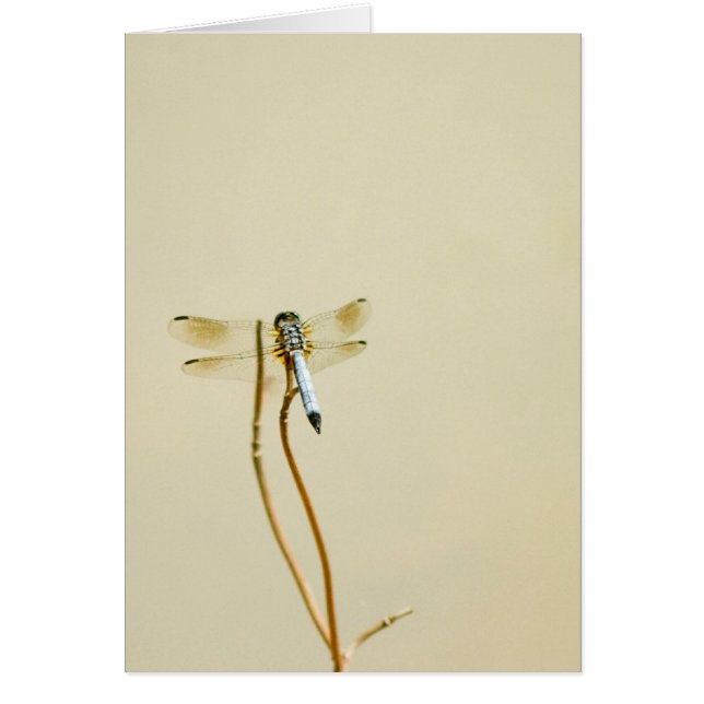 Dragonfly (Blank) (Front)