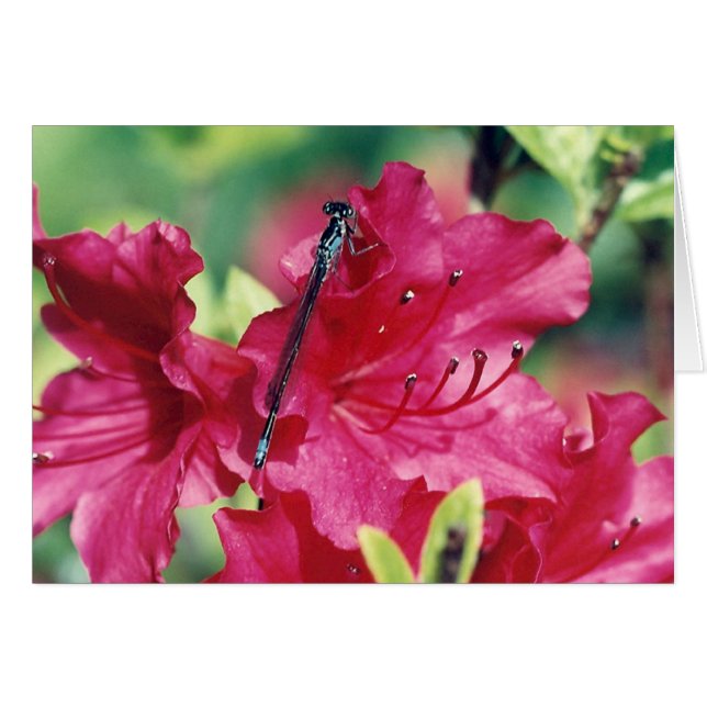 Dragonfly blank greeting card (Front Horizontal)