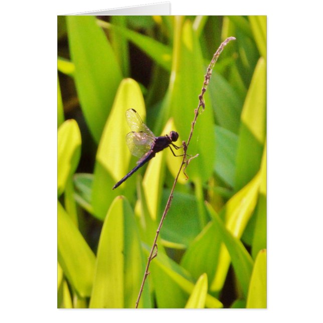 Dragonfly Blue and black on grass. (Front)