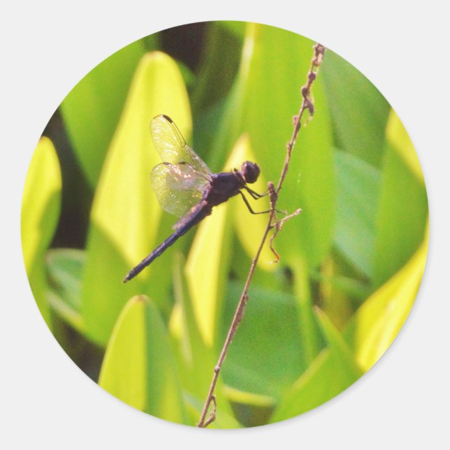Dragonfly Blue and black on grass. Classic Round Sticker (Front)