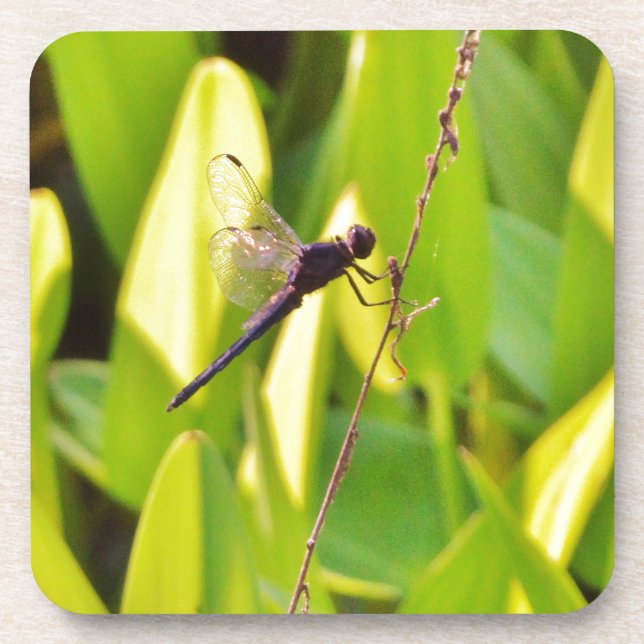 Dragonfly Blue and black on grass. Coaster (Front)