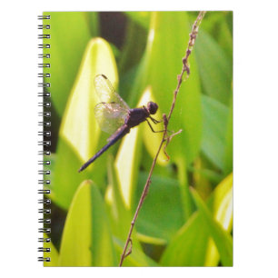 Dragonfly Blue and black on grass. Notebook