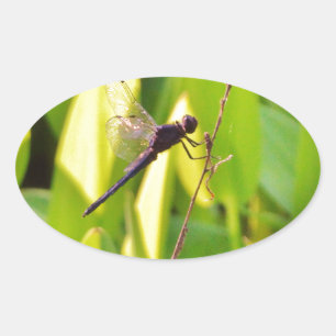 Dragonfly Blue and black on grass. Oval Sticker