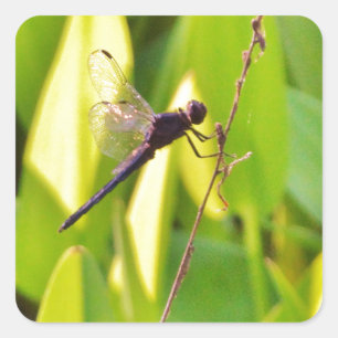 Dragonfly Blue and black on grass. Square Sticker