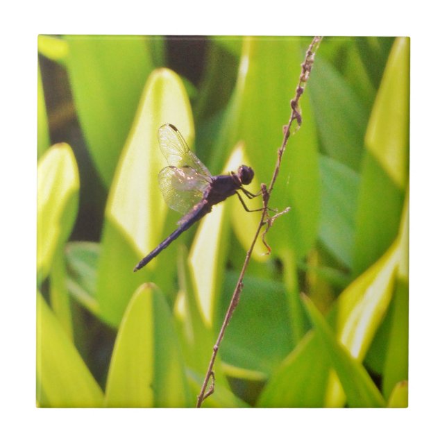 Dragonfly Blue and black on grass. Tile (Front)