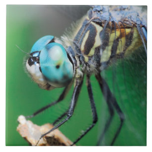 Dragonfly Blue Darner Close-up Eyes Tile