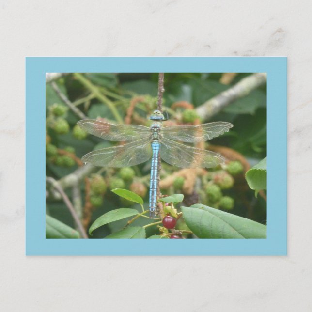 Dragonfly Blue Emperor with Border DIY Postcard (Front)