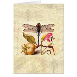 Dragonfly Botanical Nature Wildlife