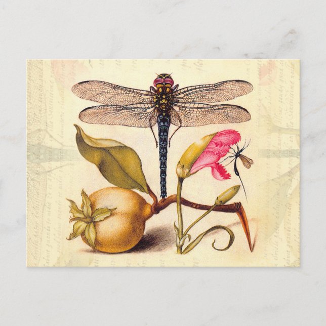 Dragonfly Botanical Nature Wildlife Postcard (Front)