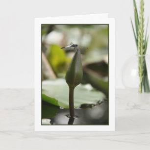Dragonfly Card