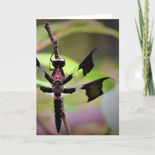 Dragonfly, card