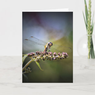 Dragonfly, card