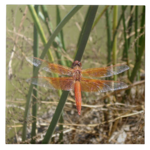 Dragonfly Ceramic Tile (Large Image)