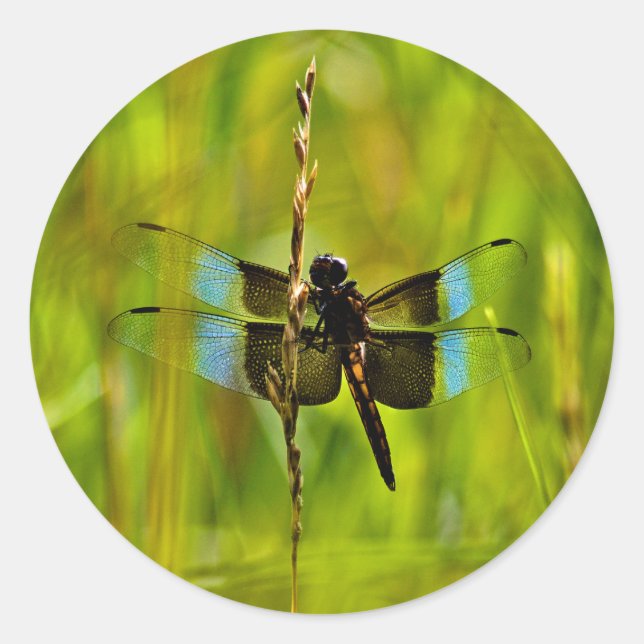 Dragonfly Classic Round Sticker (Front)
