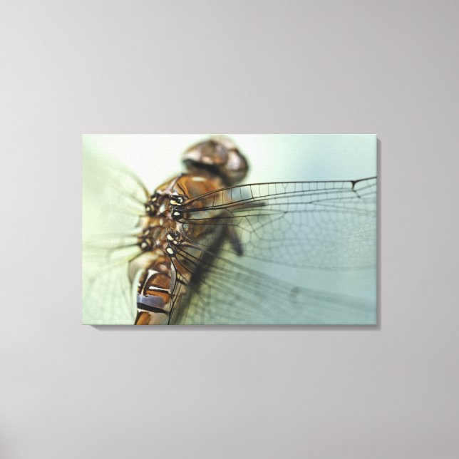 Dragonfly close-up canvas print (Front)