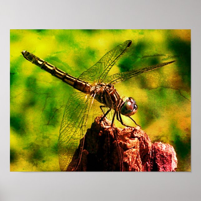 Dragonfly Close Up Nature Distressed Art Poster (Front)